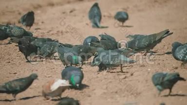 成群的鸽子鸟在地上<strong>寻找</strong>粮食吃慢动作视频。 泥土上有许多鸽子在<strong>寻找</strong>